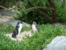 Fairy Penguins